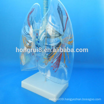 HOT SALES Transparent lung segment model anatomical human transparent lung